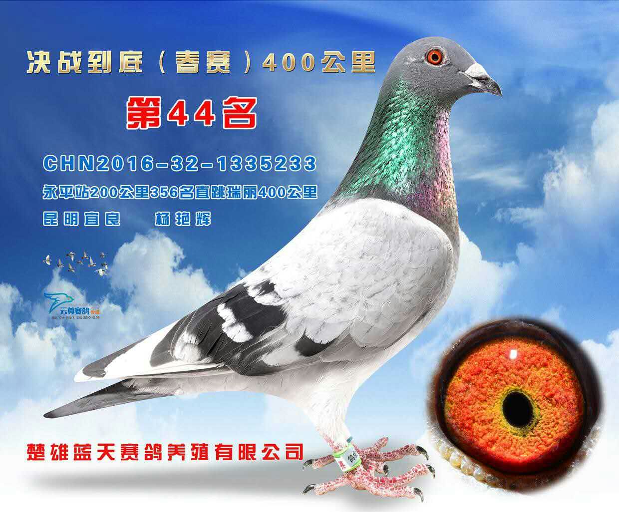 信鸽在线拍卖平台 - 中国信鸽信息网