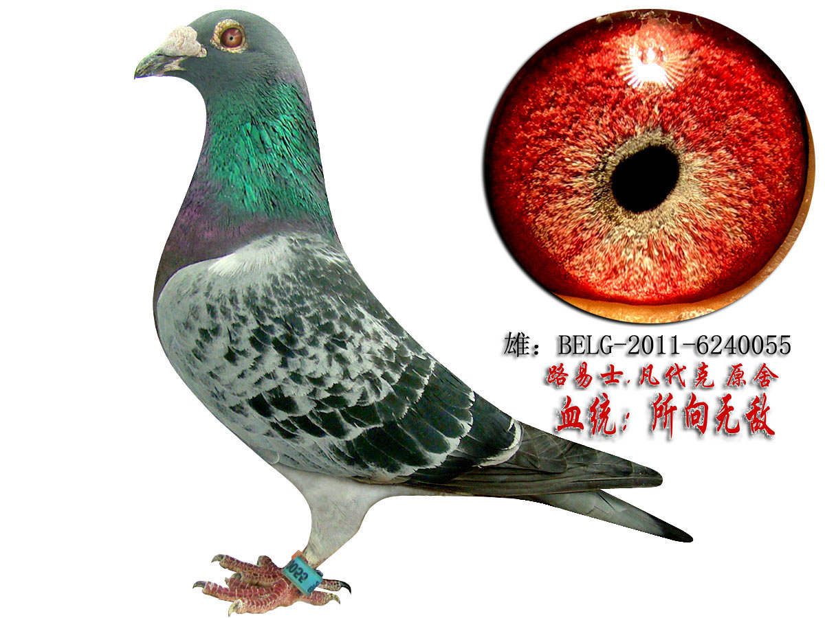 信鸽在线拍卖平台 - 中国信鸽信息网