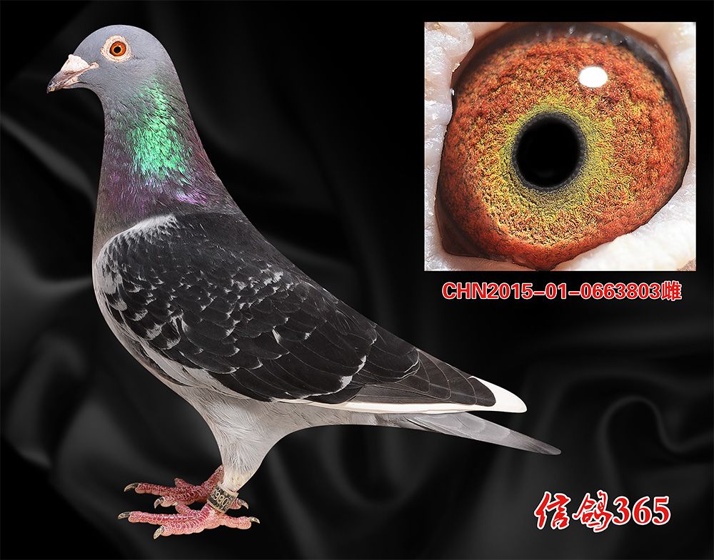 信鸽在线拍卖平台 - 中国信鸽信息网