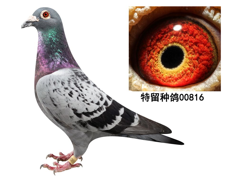 信鸽在线拍卖平台 - 中国信鸽信息网