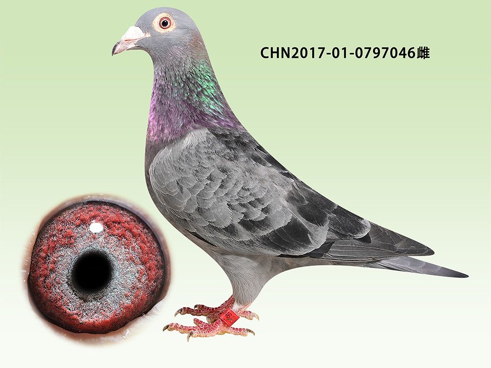 >> 查看拍卖商品