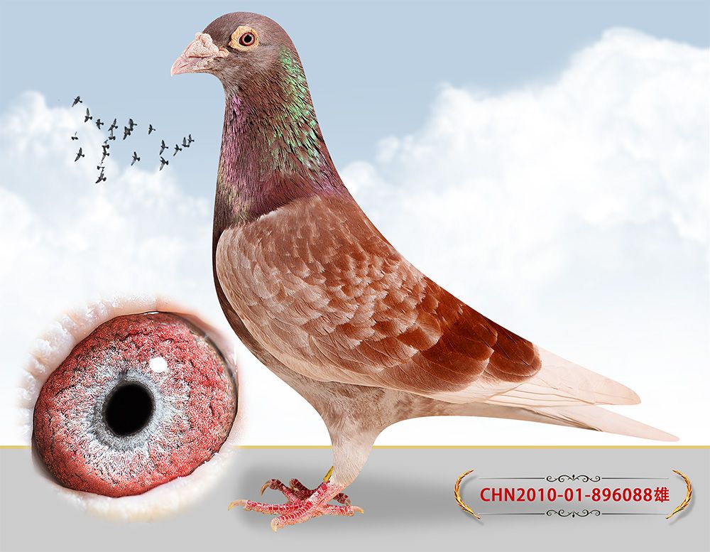 信鸽在线拍卖平台 - 中国信鸽信息网
