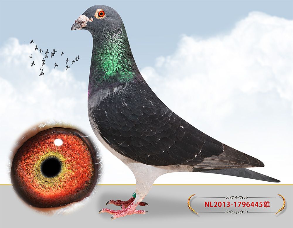 信鸽在线拍卖平台 - 中国信鸽信息网