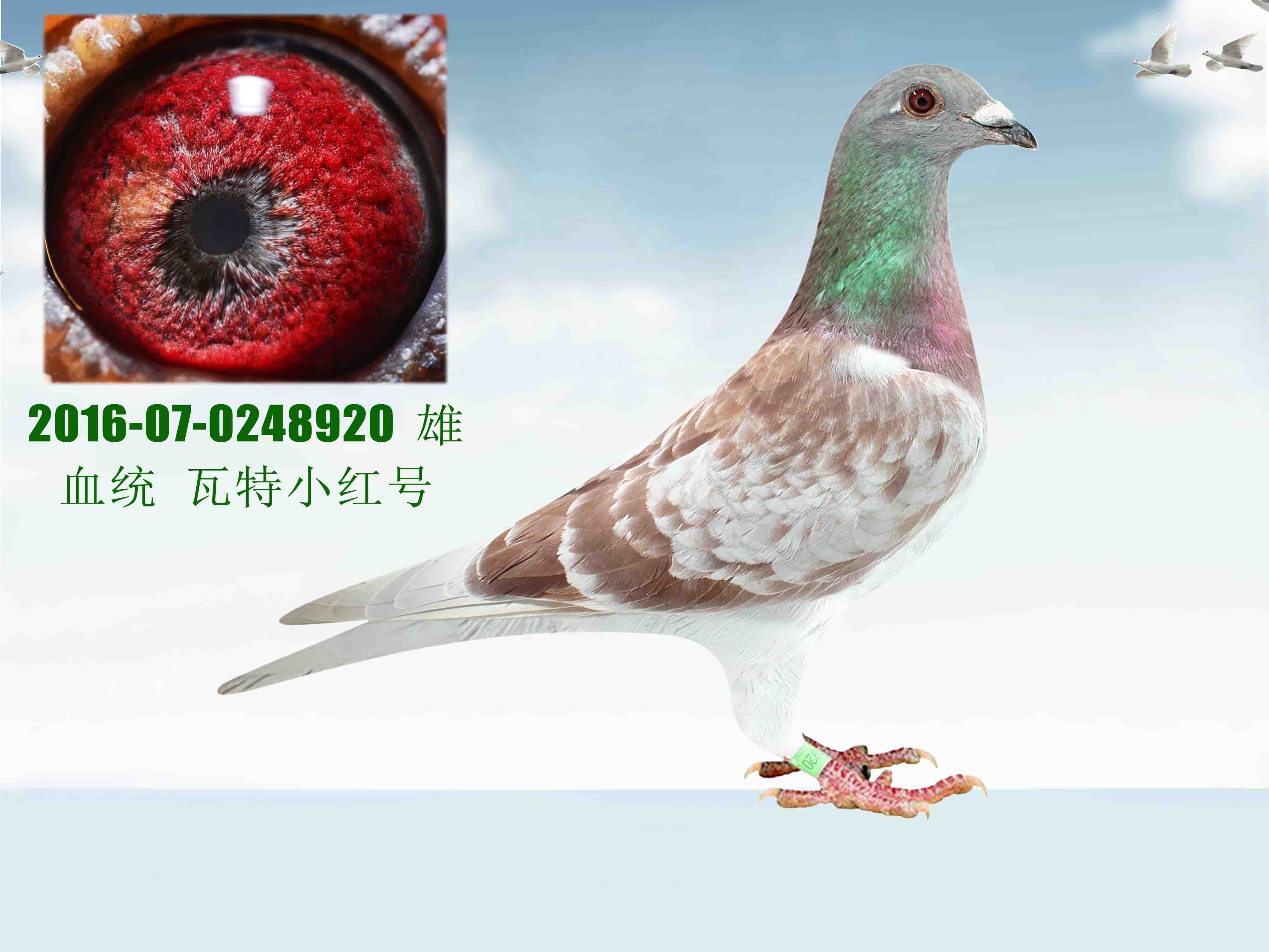 信鸽在线拍卖平台 - 中国信鸽信息网