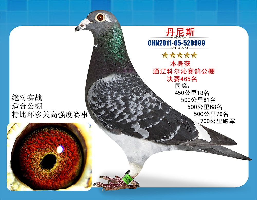 信鸽在线拍卖平台 - 中国信鸽信息网