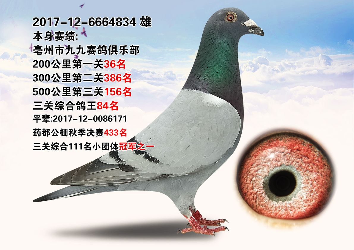 信鸽在线拍卖平台 - 中国信鸽信息网