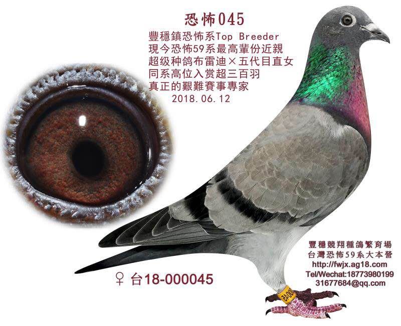 信鸽在线拍卖平台 - 中国信鸽信息网