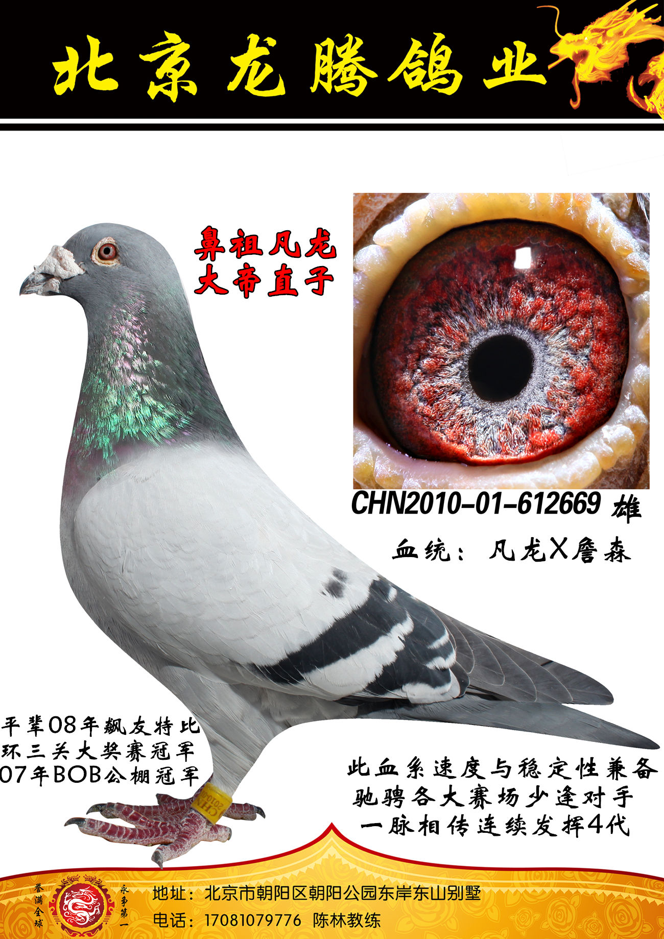 信鸽在线拍卖平台 - 中国信鸽信息网