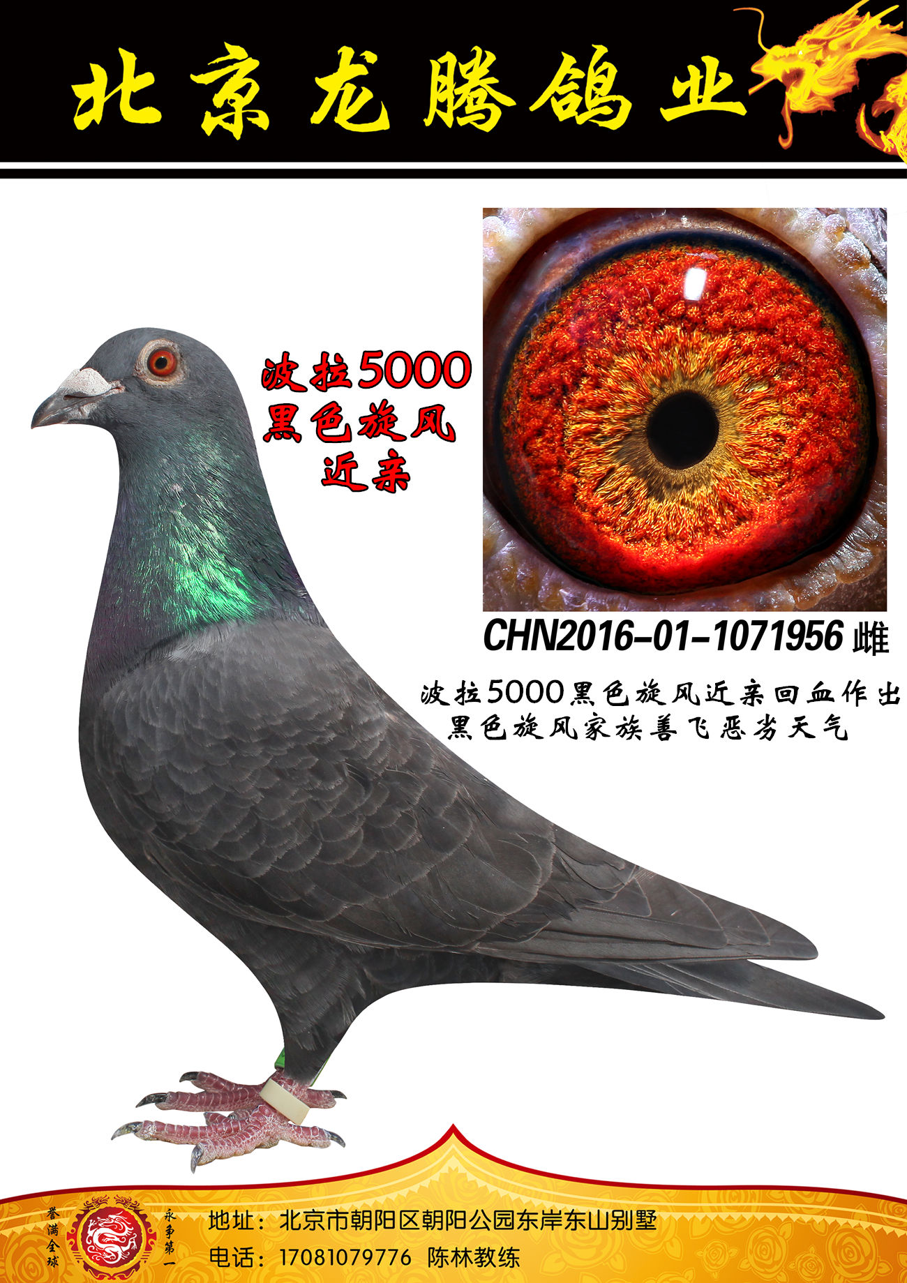 铭人堂鸽业 - 中信网铭鸽展厅 www.ag188.com