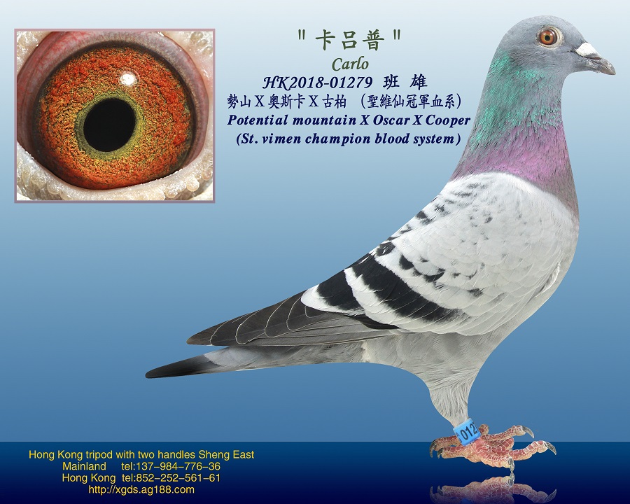 信鸽在线拍卖平台 - 中国信鸽信息网