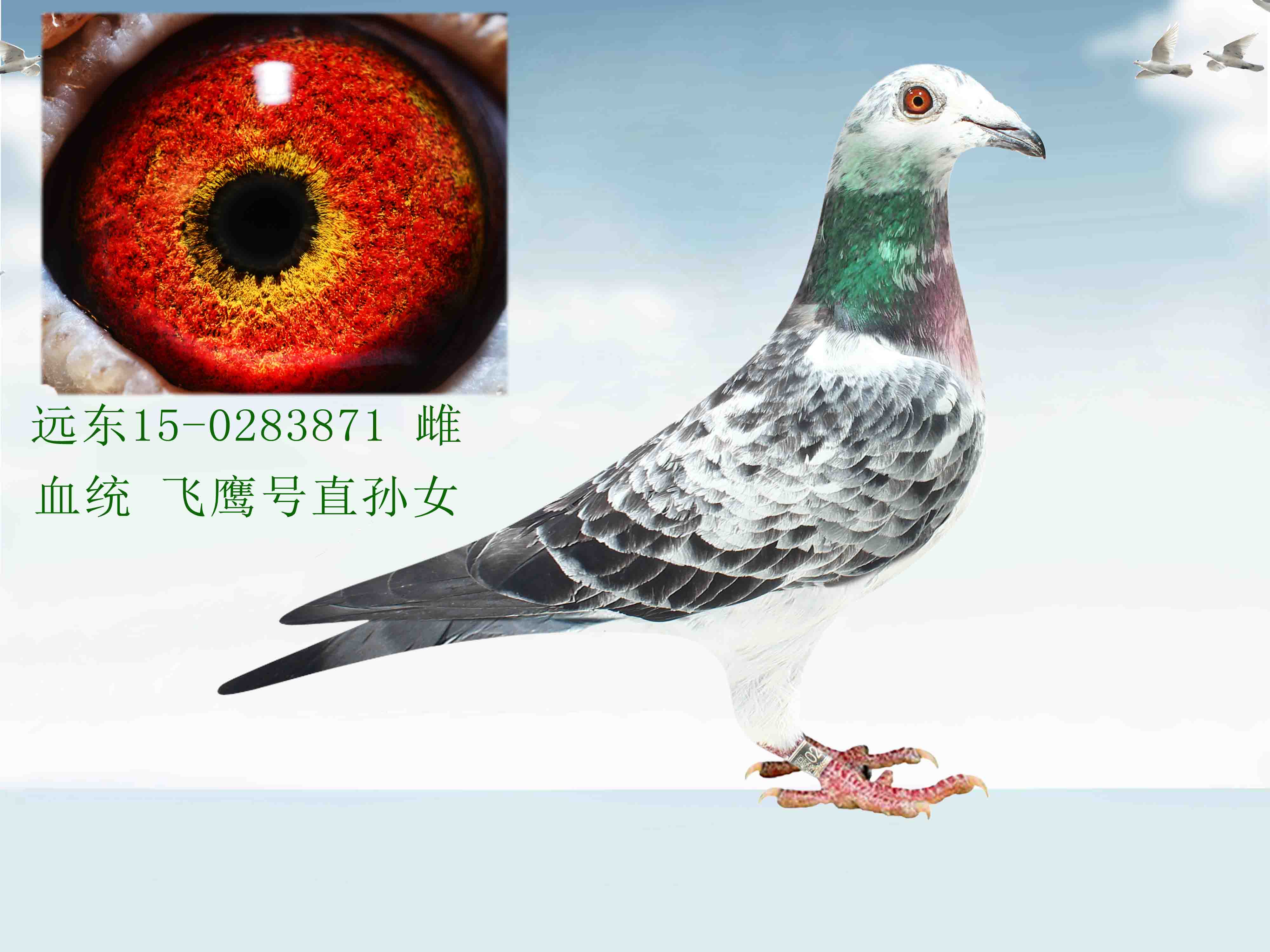 >> 查看拍卖商品