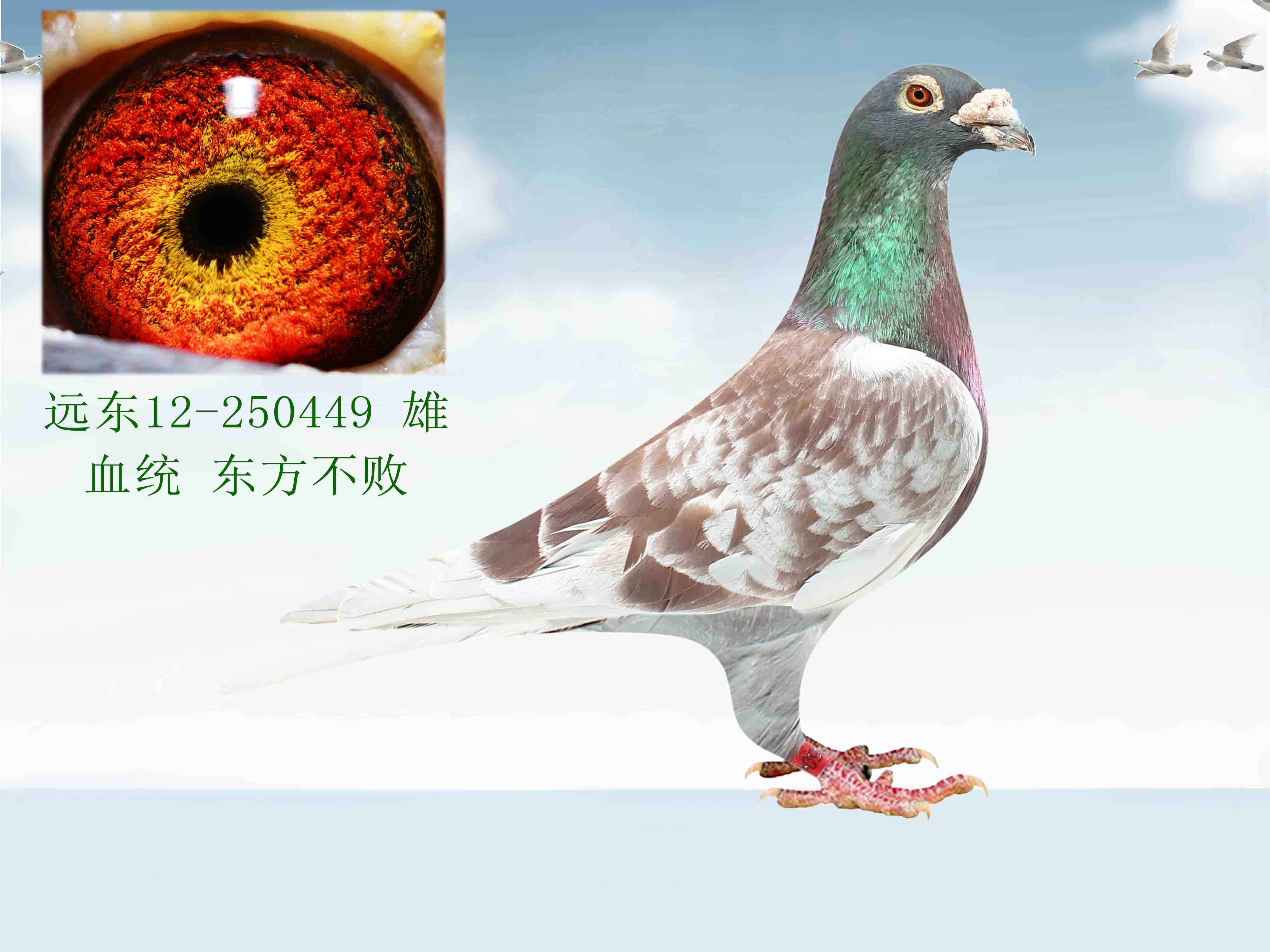 信鸽在线拍卖平台 - 中国信鸽信息网