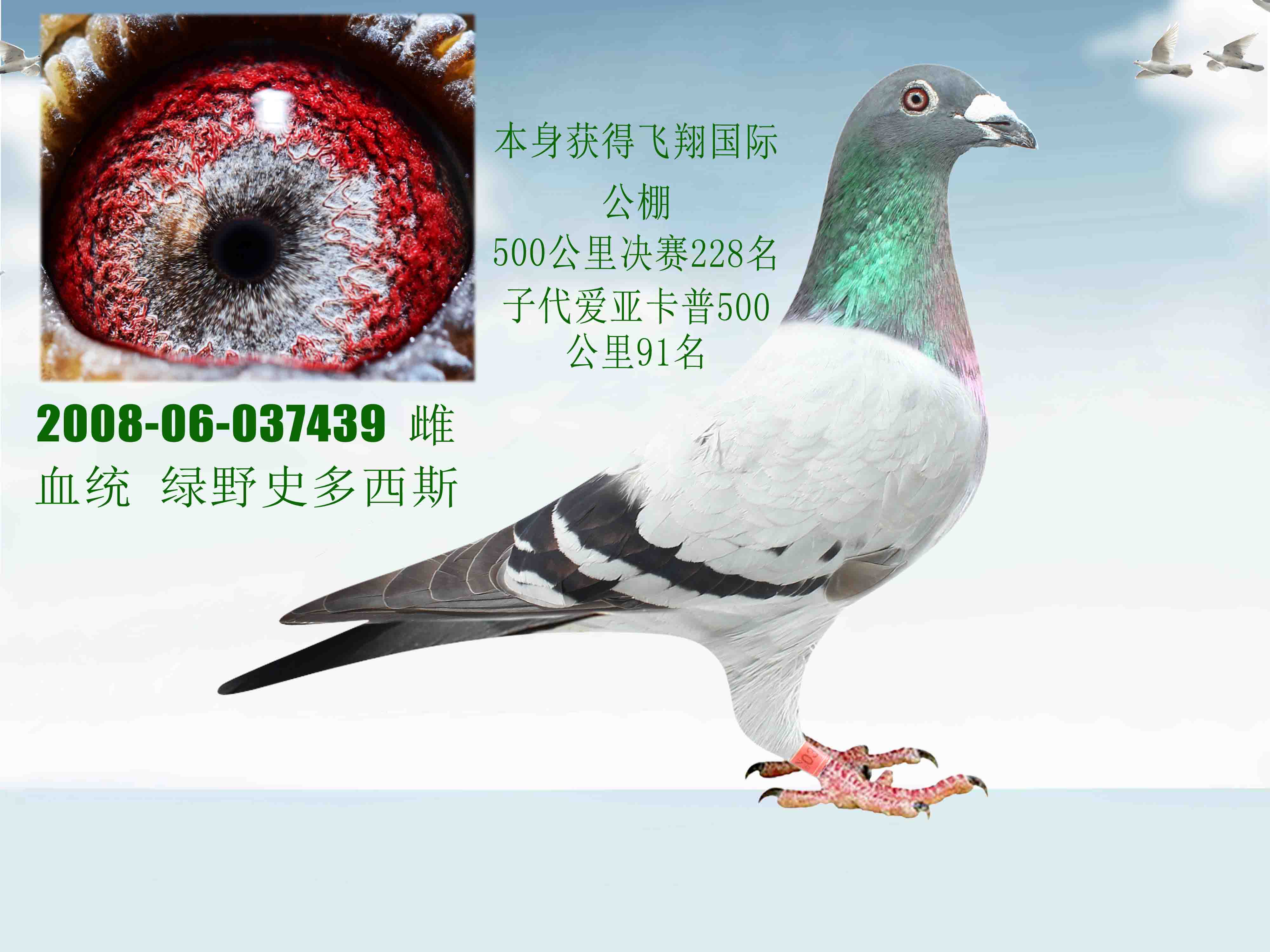 信鸽在线拍卖平台 - 中国信鸽信息网
