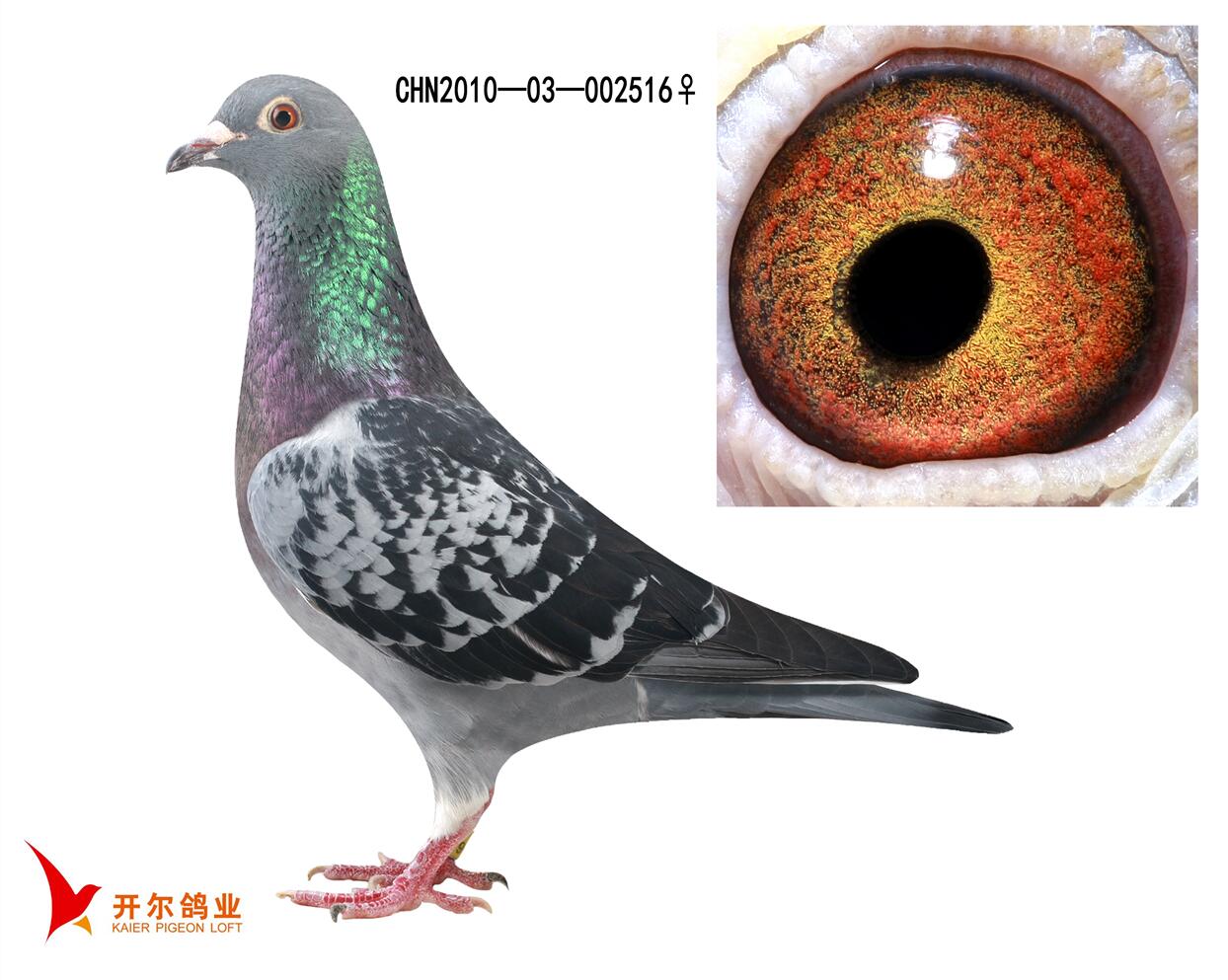 唐山开尔鸽业 - 中信网铭鸽展厅 www.ag188.com