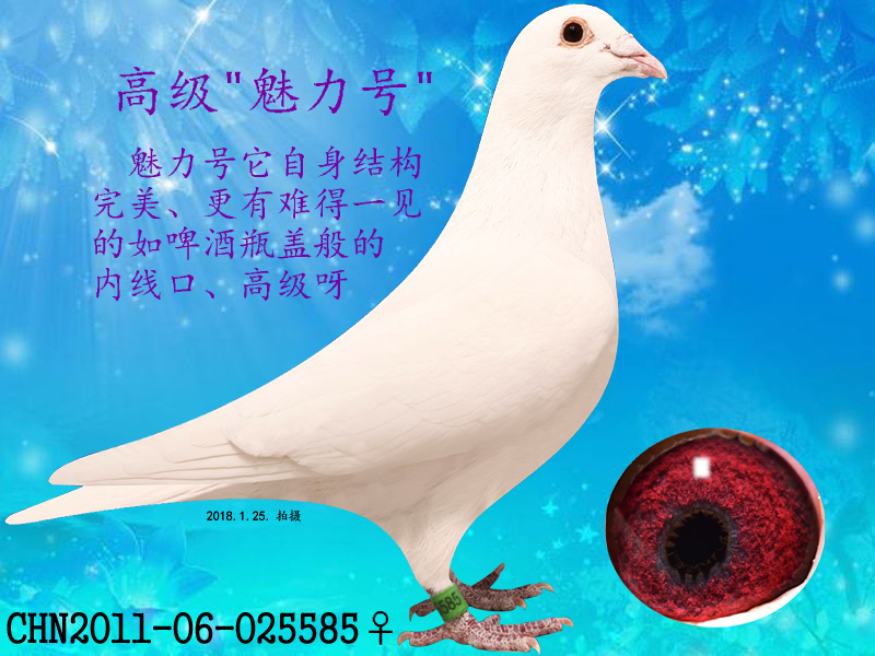 58金鸽 - 中信网铭鸽展厅 www.ag188.com