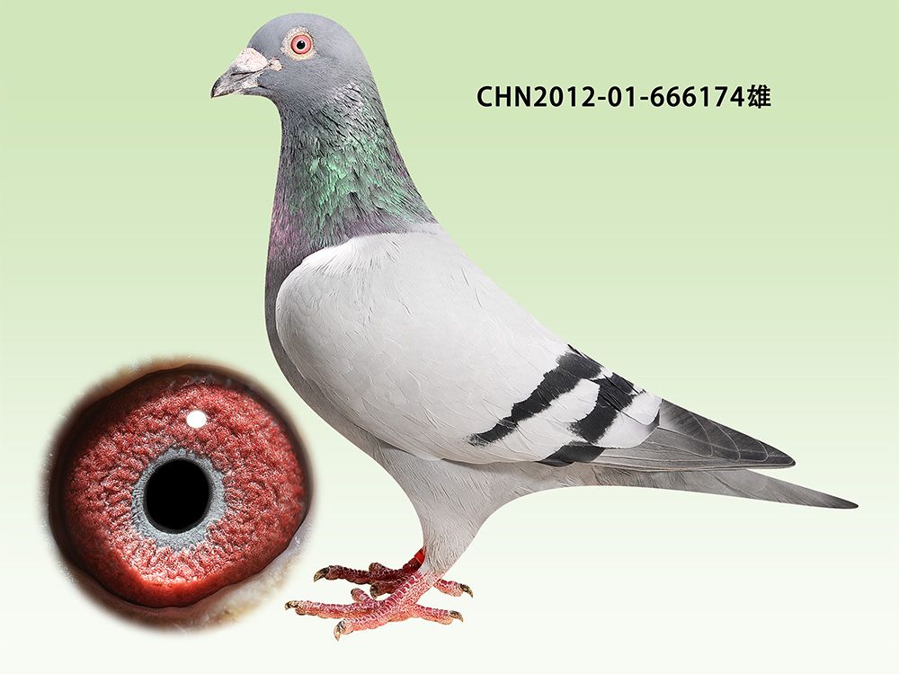 >> 查看拍卖商品