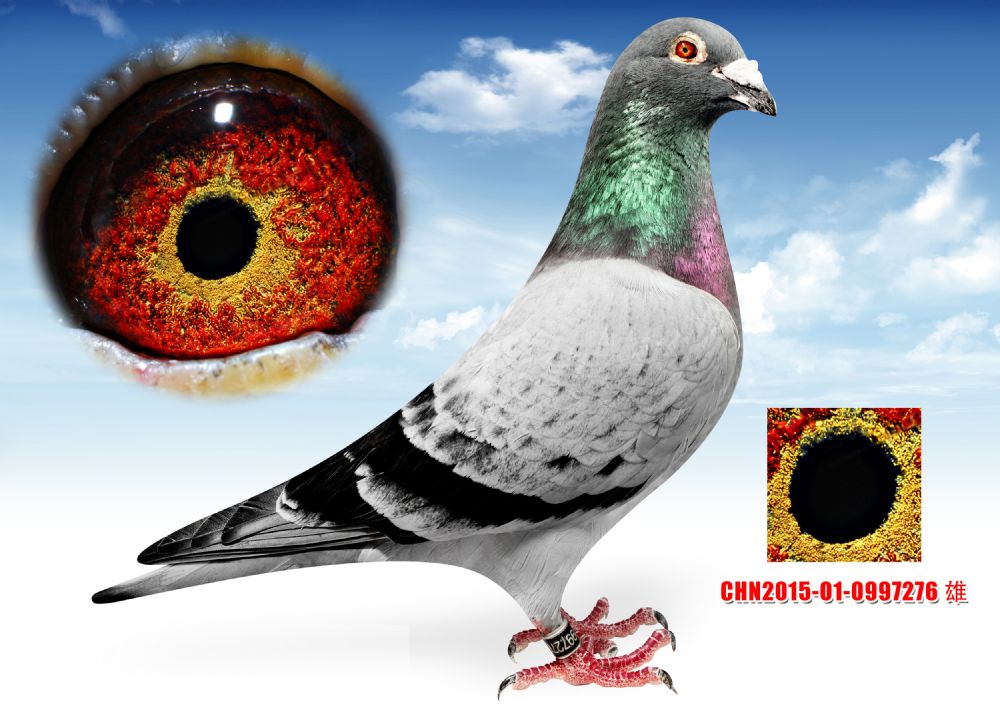 >> 查看拍卖商品