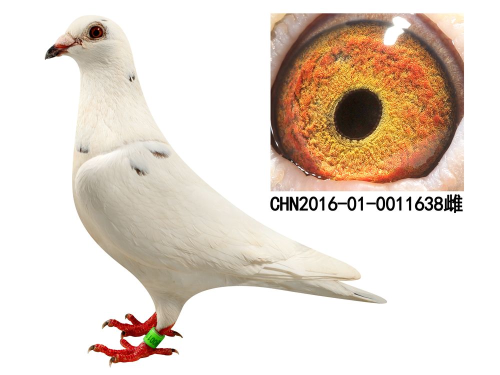 >> 查看拍卖商品