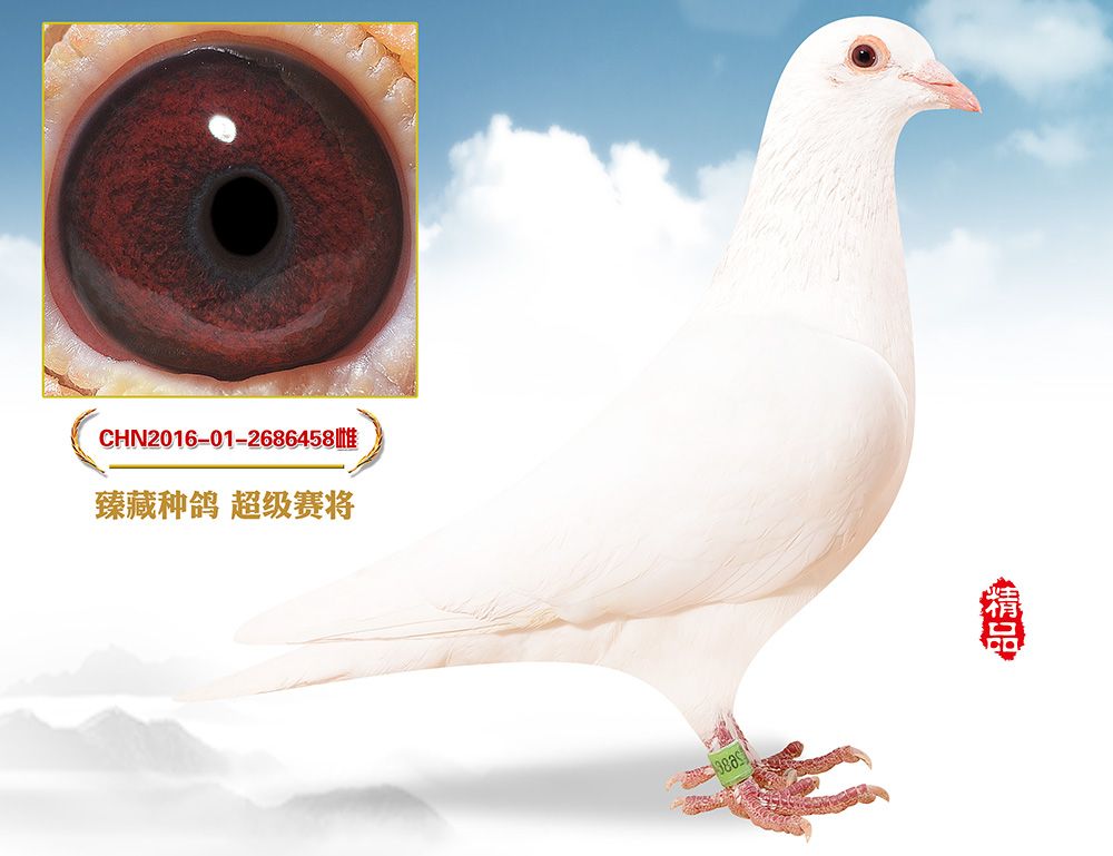 信鸽在线拍卖平台 - 中国信鸽信息网