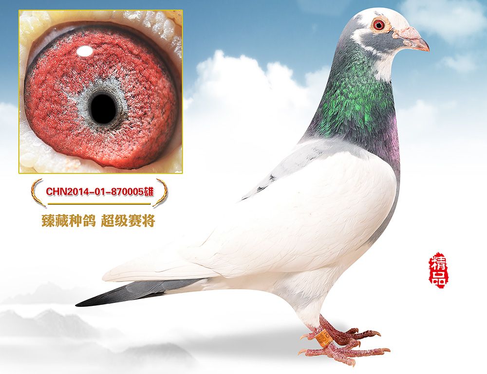 信鸽在线拍卖平台 - 中国信鸽信息网