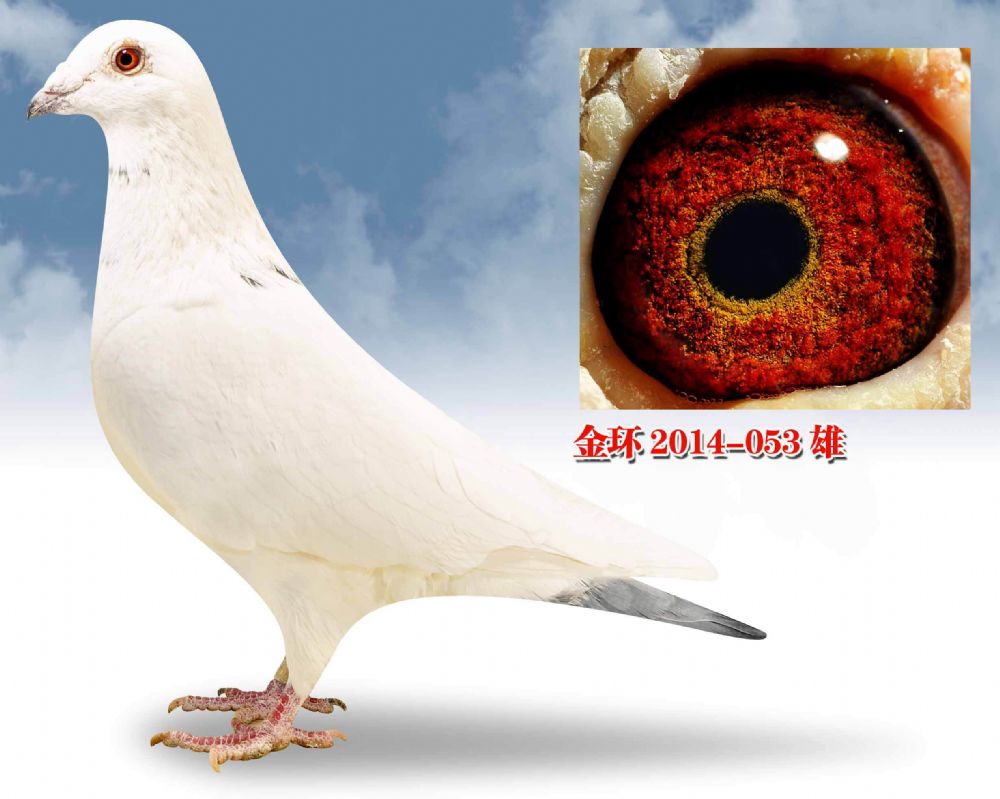 >> 查看拍卖商品