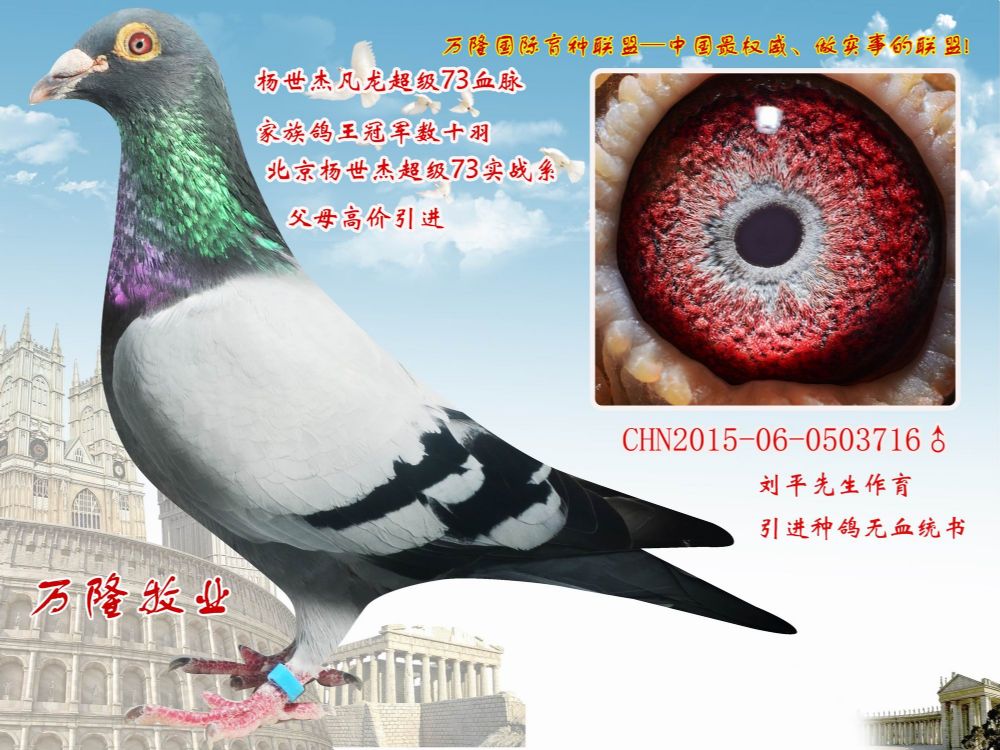 >> 查看拍卖商品