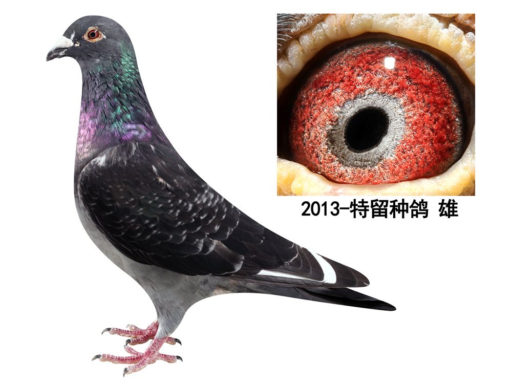 信鸽在线拍卖平台 - 中国信鸽信息网