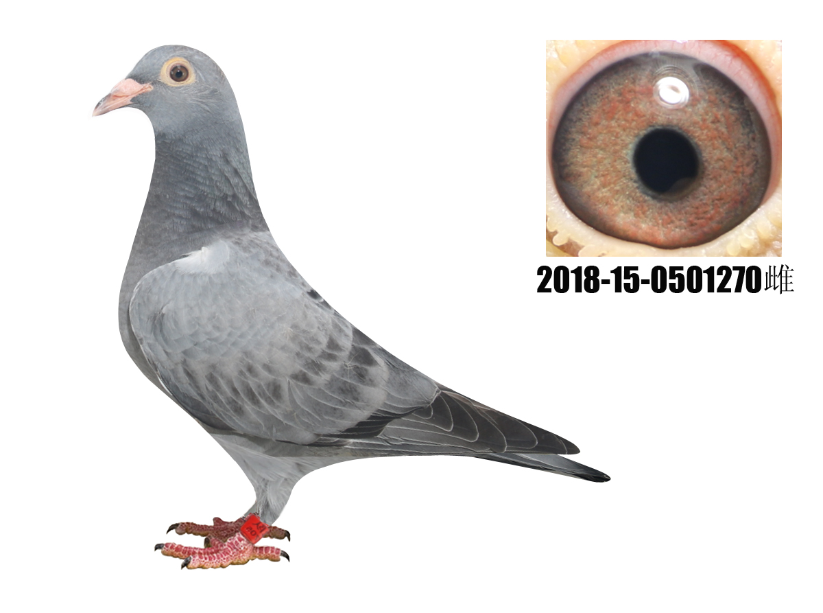 信鸽在线拍卖平台 - 中国信鸽信息网