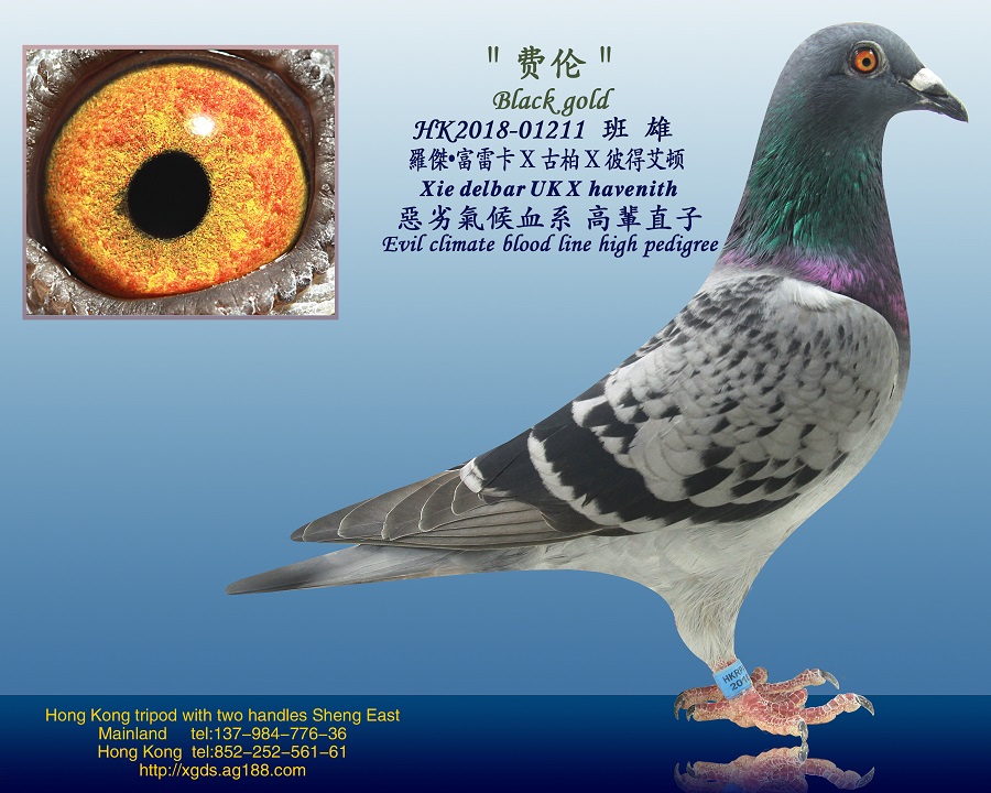 信鸽在线拍卖平台 - 中国信鸽信息网