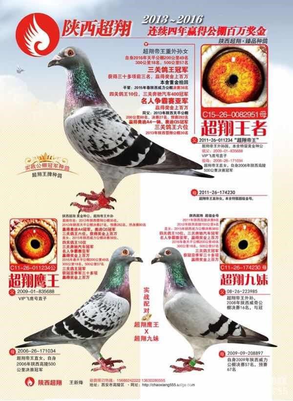 信鸽在线拍卖平台 - 中国信鸽信息网