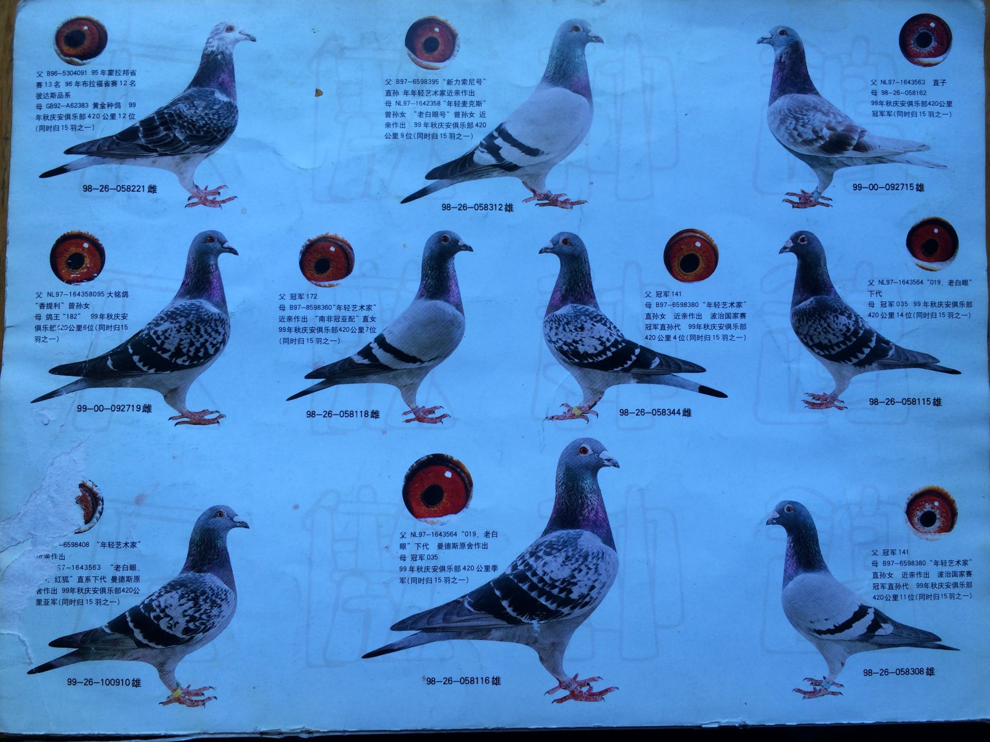 观赏鸽子品种大全名字图片