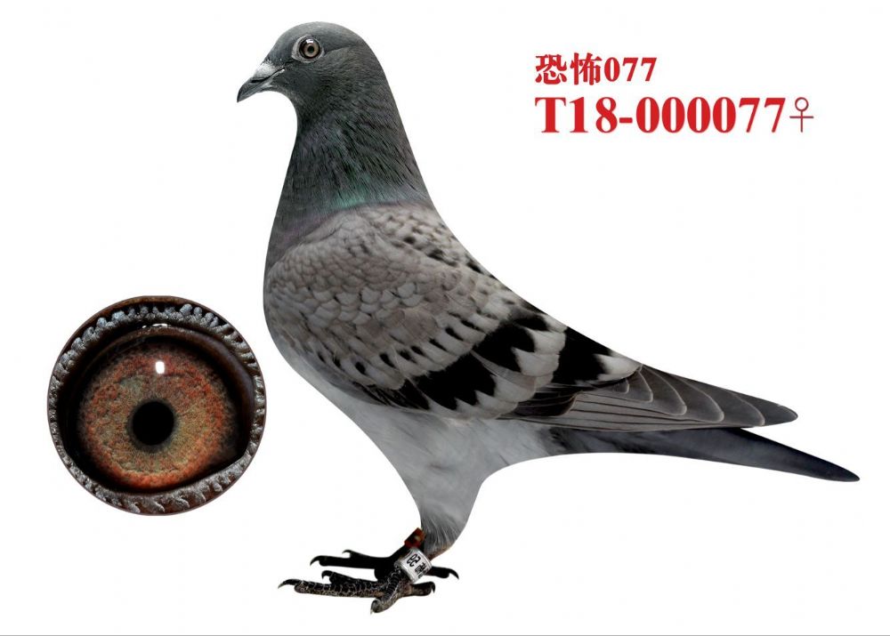 信鸽在线拍卖平台 - 中国信鸽信息网