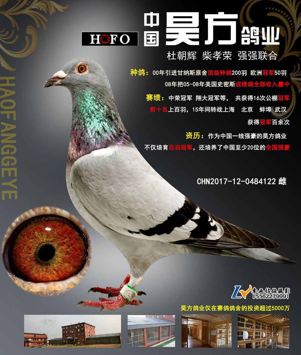 安徽信鸽传媒 - 中信网铭鸽展厅 www.ag188.com