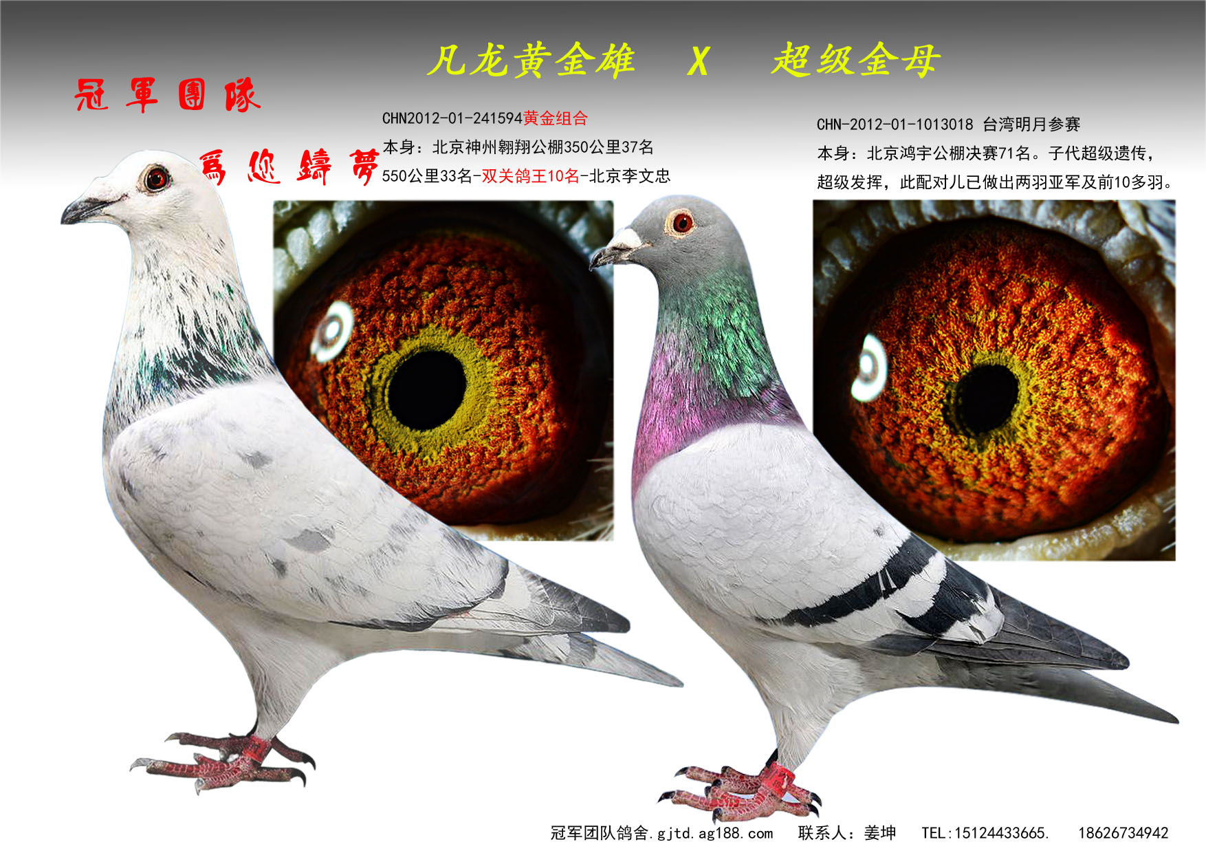 信鸽在线拍卖平台 - 中国信鸽信息网