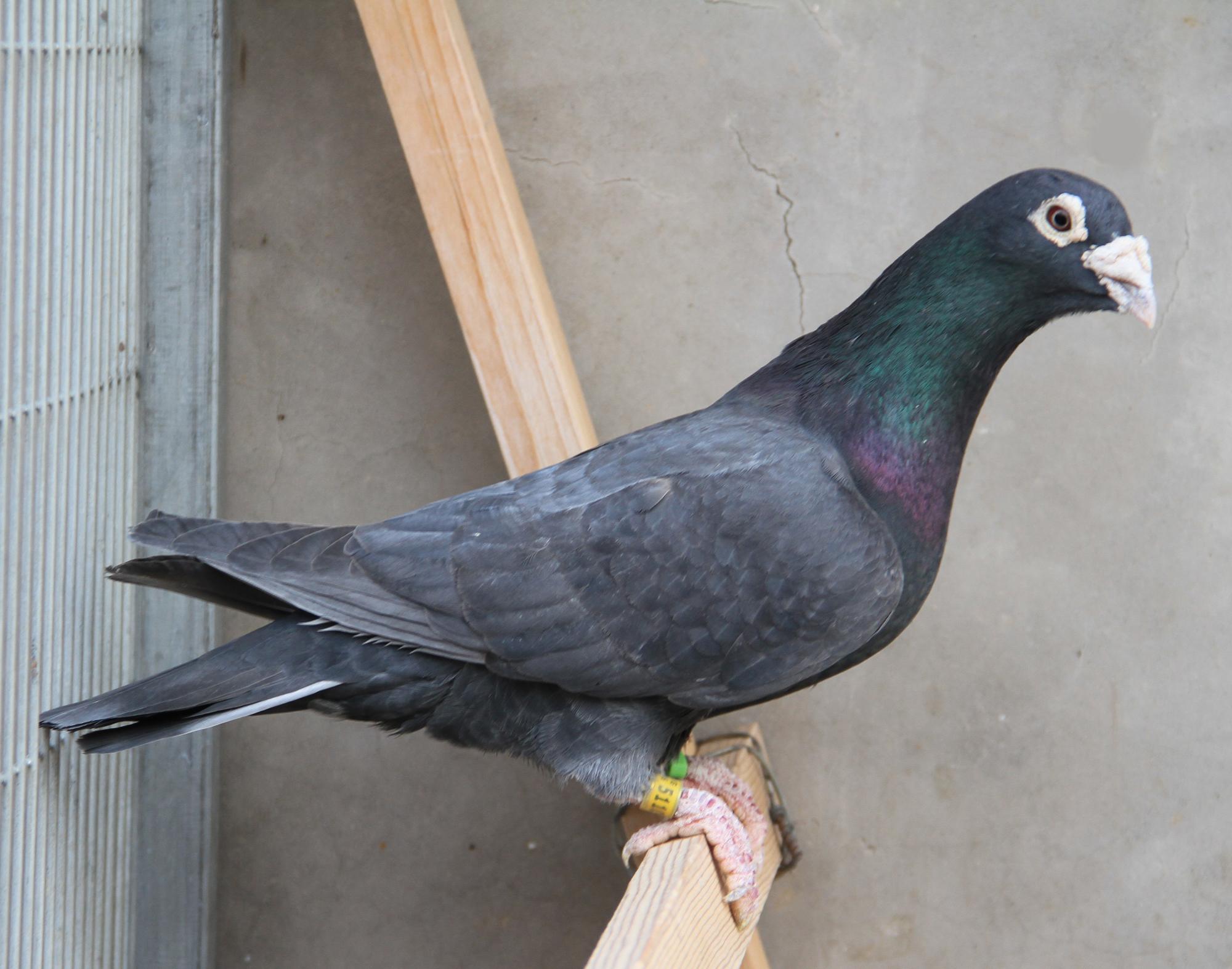 信鸽在线拍卖平台 - 中国信鸽信息网