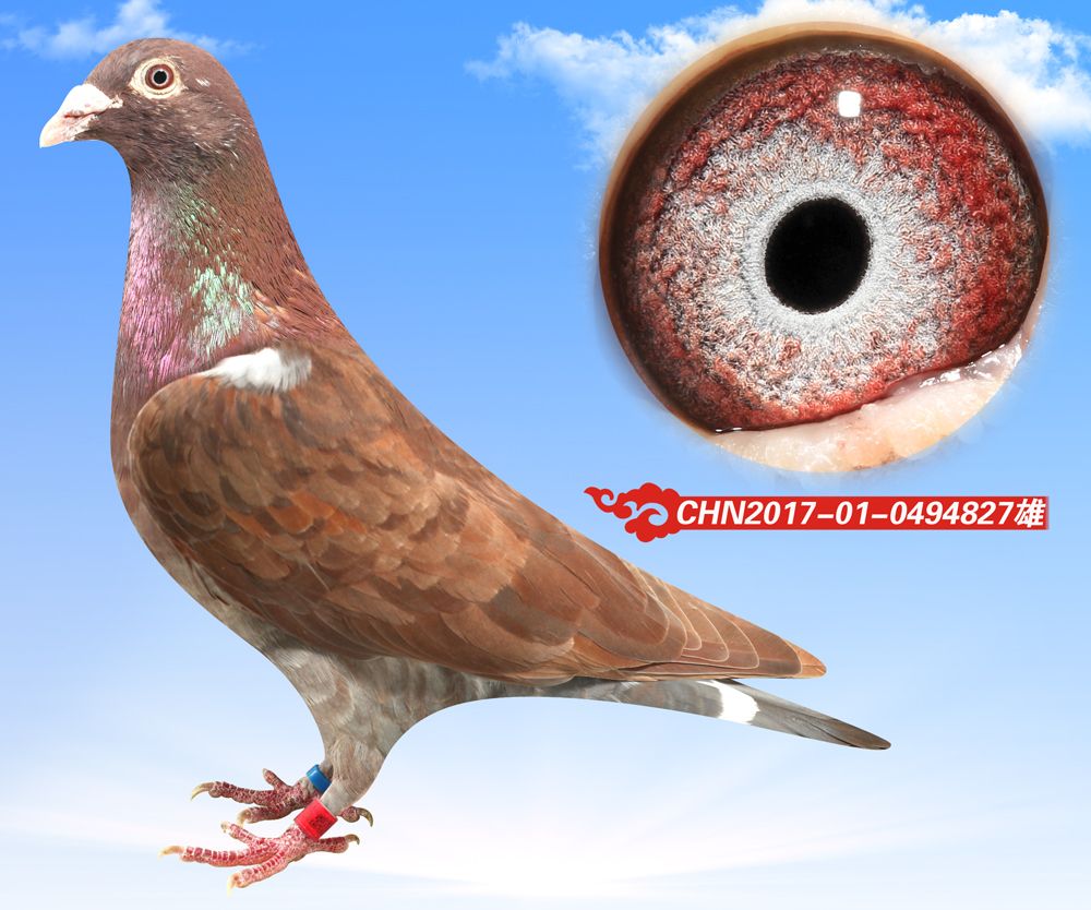 信鸽在线拍卖平台 - 中国信鸽信息网