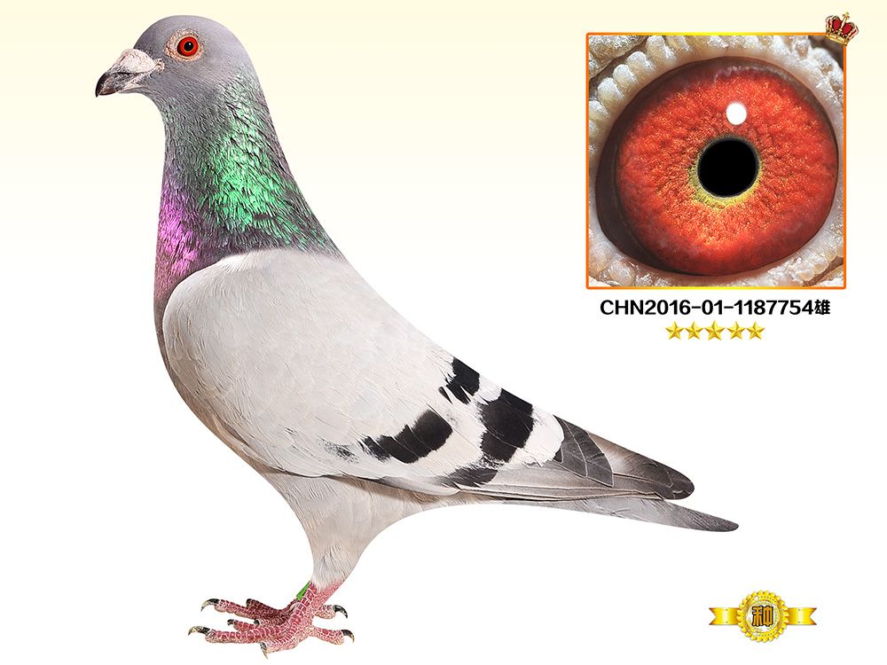 >> 查看拍卖商品