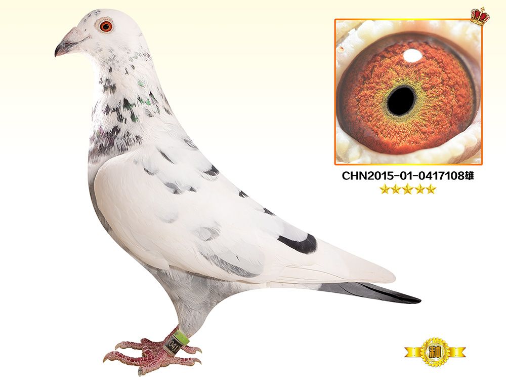 北京金翼赛鸽空间 - 中信网铭鸽展厅 www.ag188.com