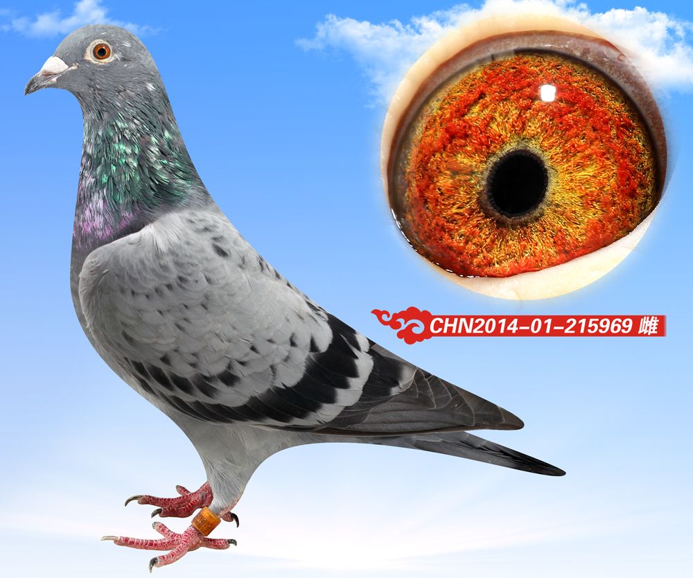 信鸽在线拍卖平台