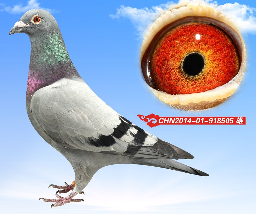 商品 首 页  铭 鸽  新鸽上架  推荐铭鸽  定价鸽  信鸽拍卖 黄金配对