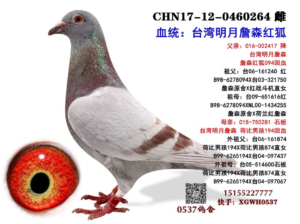 0537鸽舍 - 中信网铭鸽展厅 www.ag188.com