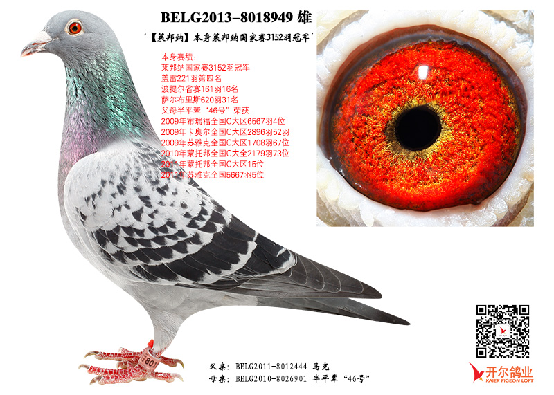 信鸽在线拍卖平台 - 中国信鸽信息网