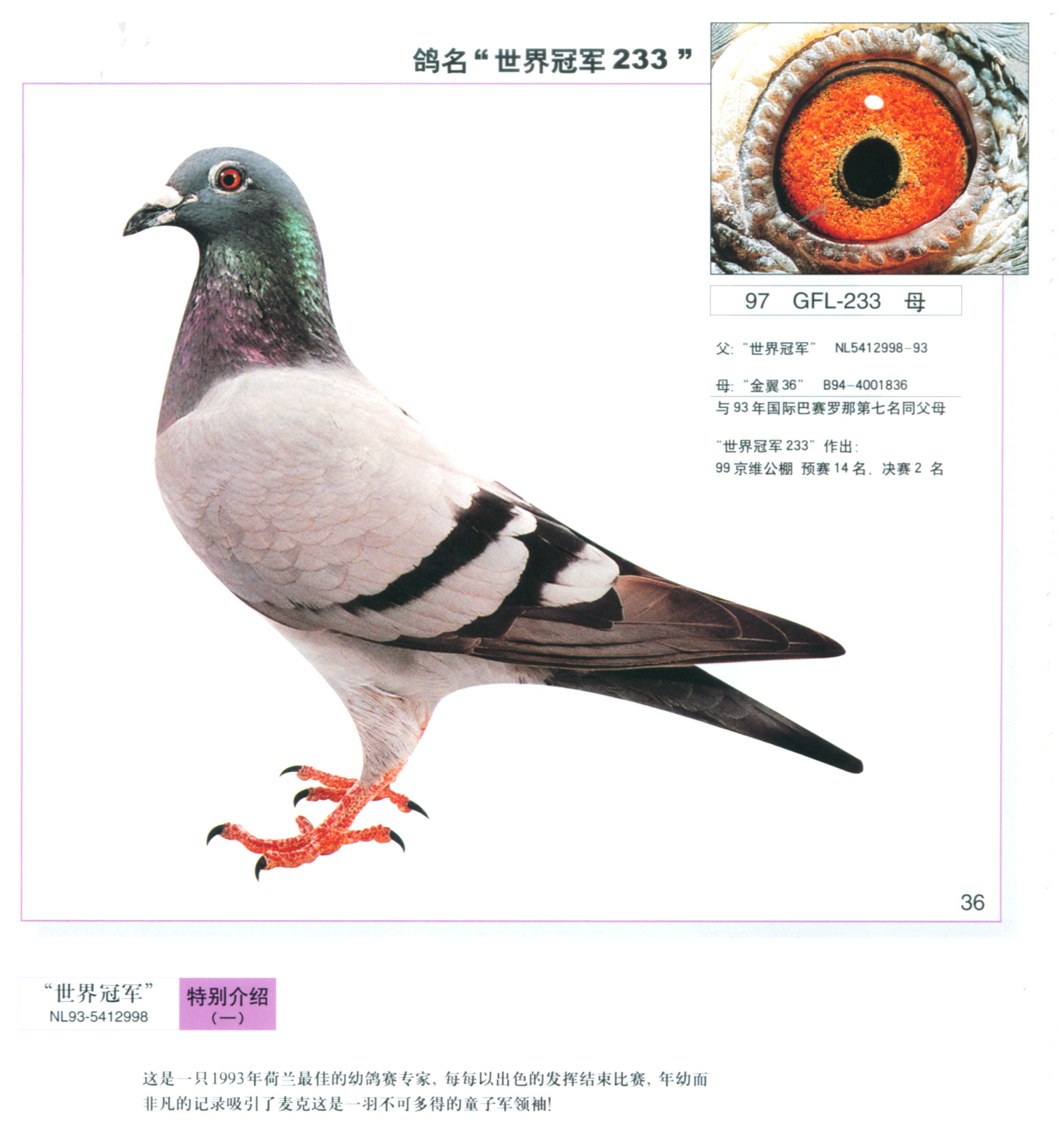 信鸽在线拍卖平台 - 中国信鸽信息网