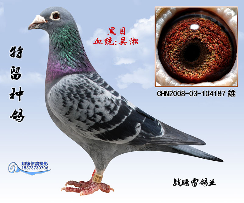 日本赛鸽大名鸽图片图片