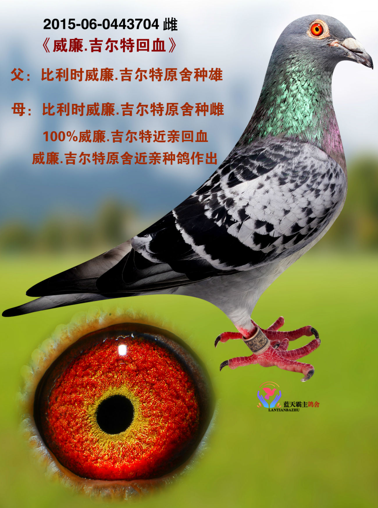 >> 查看拍卖商品