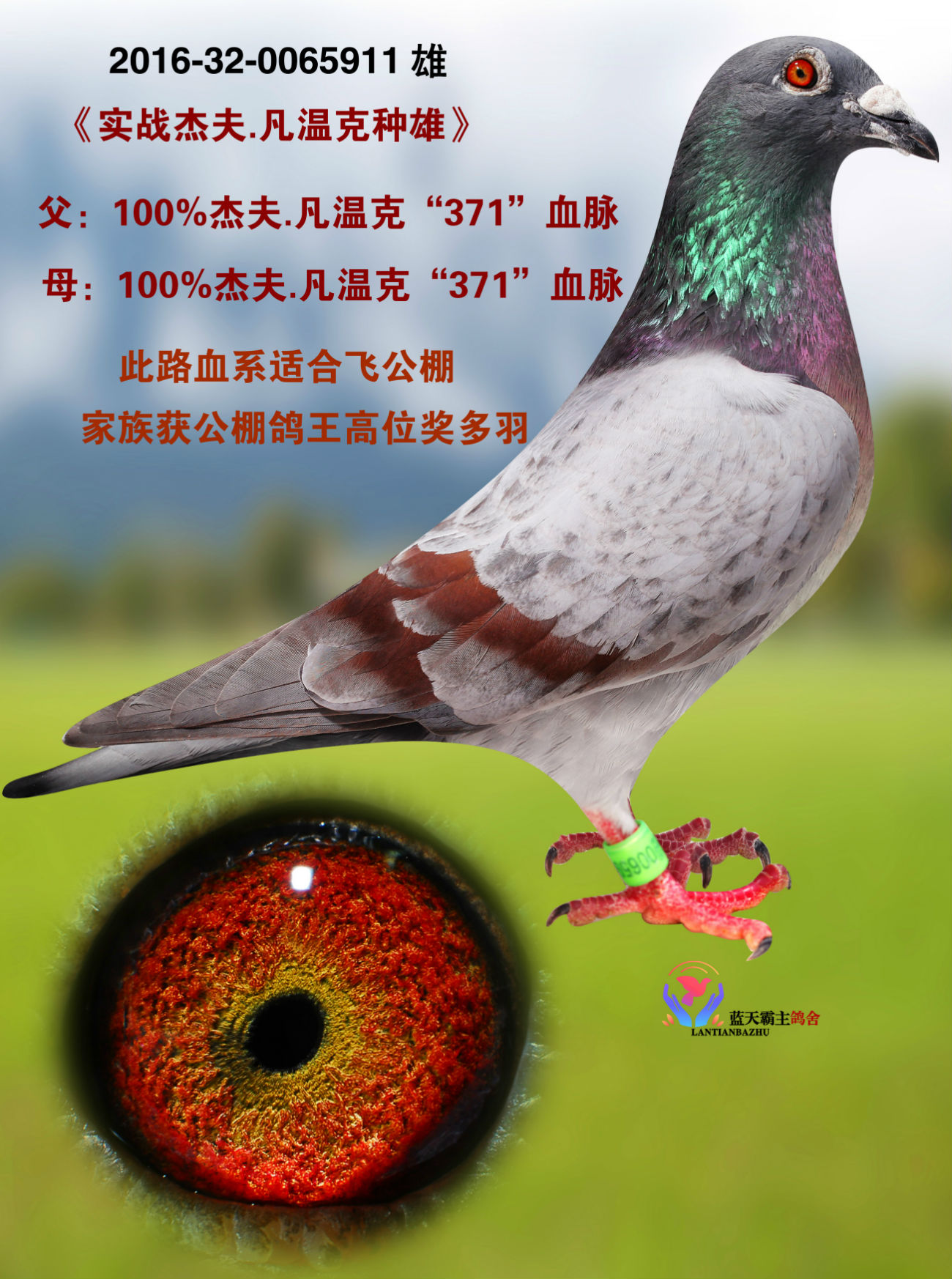 信鸽在线拍卖平台 - 中国信鸽信息网