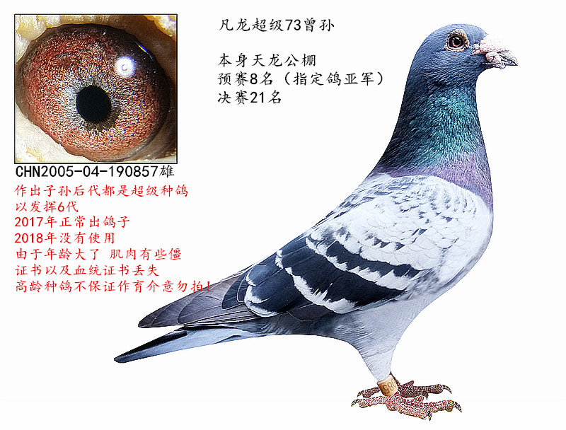 信鸽在线拍卖平台 - 中国信鸽信息网