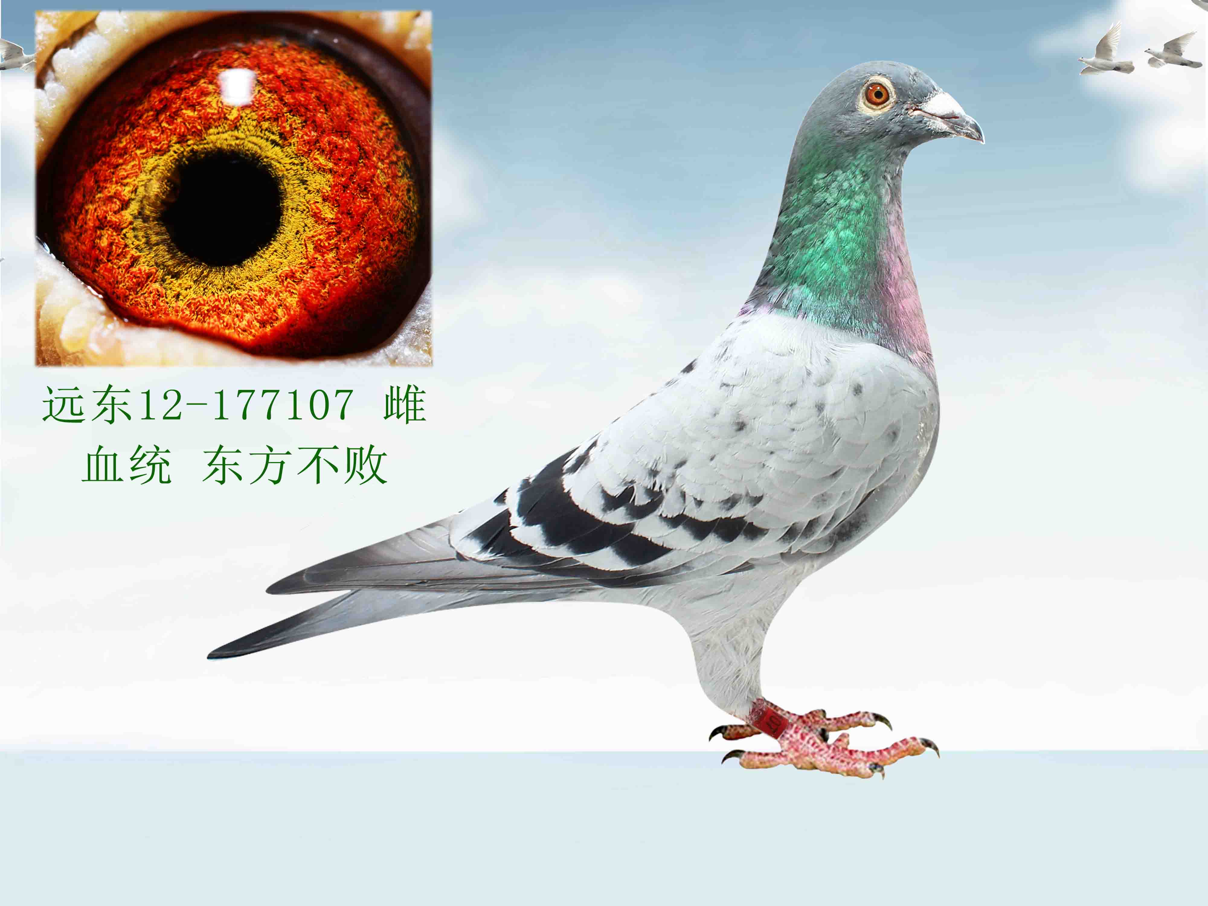 信鸽在线拍卖平台 - 中国信鸽信息网