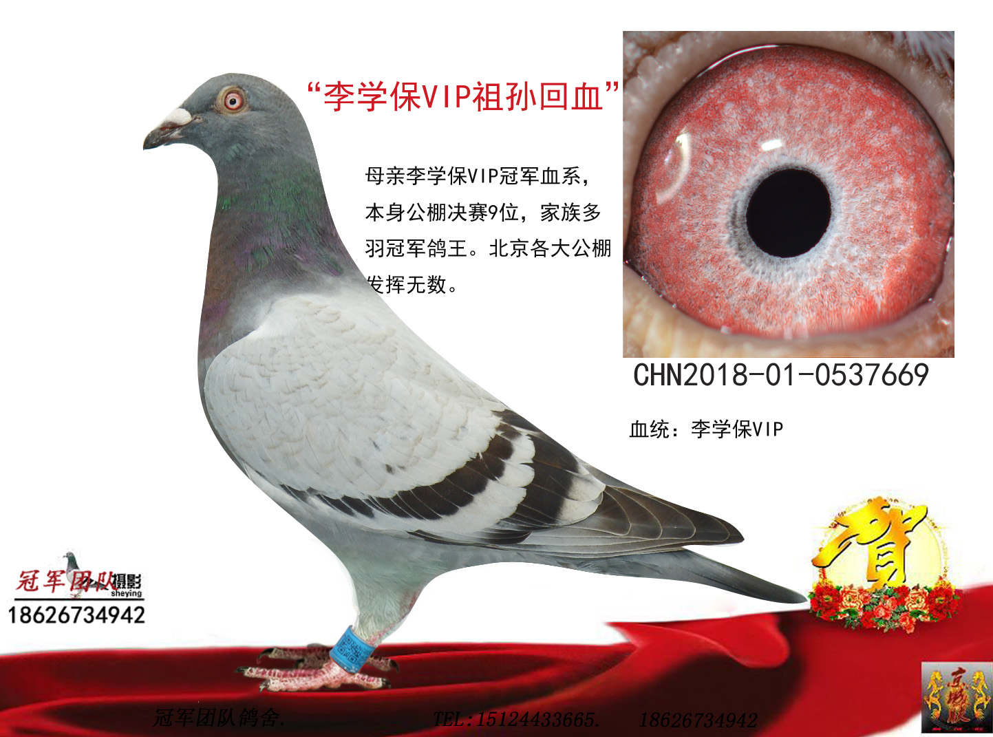 推荐铭鸽  定价鸽  信鸽拍卖 黄金配对   网上展厅 管 理  鸽保健品