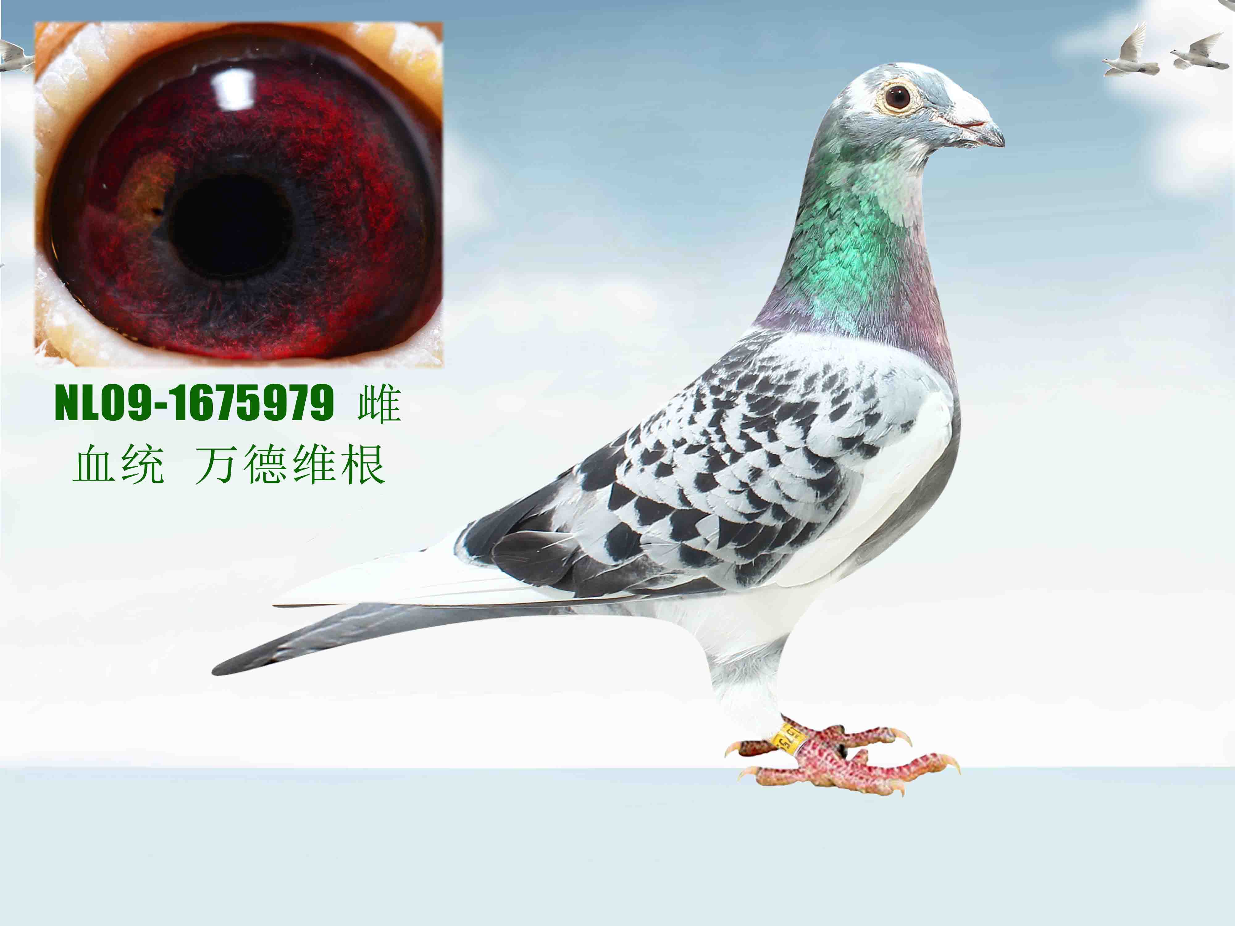 信鸽在线拍卖平台 - 中国信鸽信息网